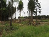 2022-05-20 - Tornado beim Sturmtief Emmelinde Solling - Steinlade bis Gehren (65)